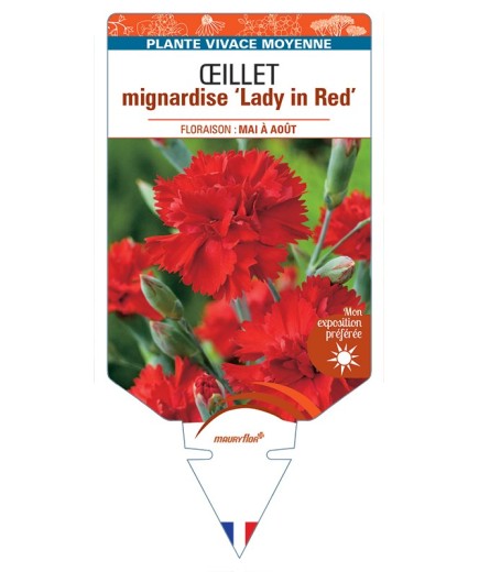 DIANTHUS plumarius Lady in Red voir Œillet mignardise