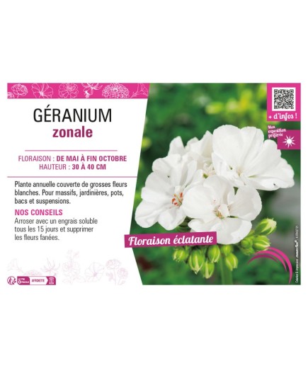 GÉRANIUM ZONALE (blanc)