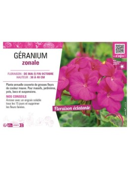GÉRANIUM ZONALE (mauve)