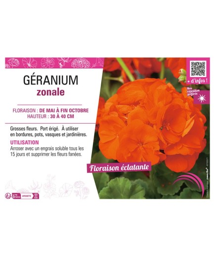 GÉRANIUM ZONALE (orange)