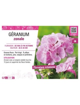 GÉRANIUM ZONALE (rose clair)