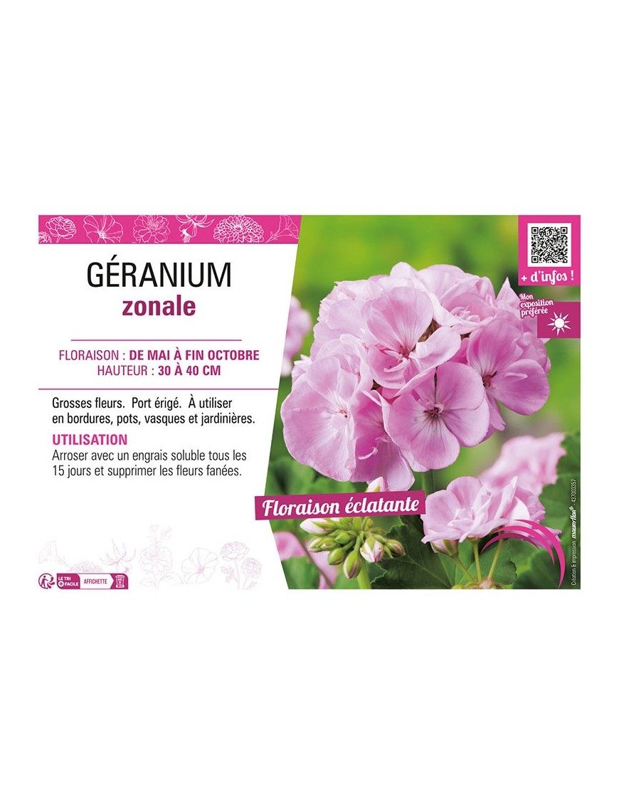 GÉRANIUM ZONALE (rose clair)