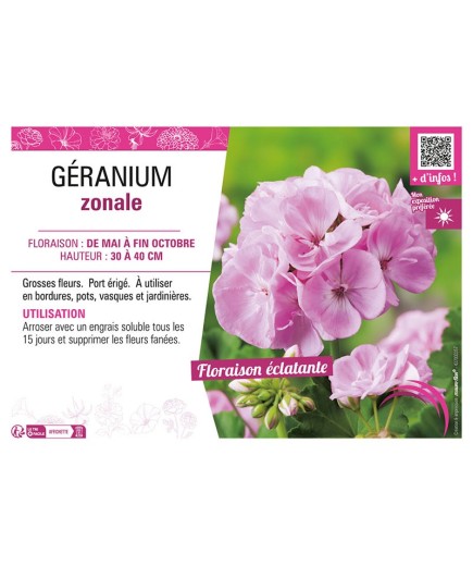 GÉRANIUM ZONALE (rose clair)
