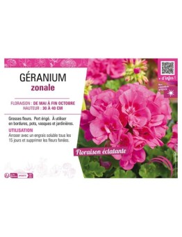 GÉRANIUM ZONALE (rose foncé)