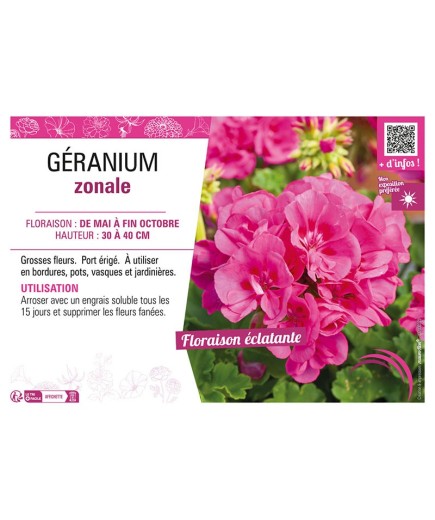 GÉRANIUM ZONALE (rose foncé)