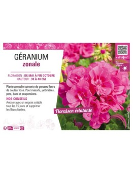 GÉRANIUM ZONALE (rose)