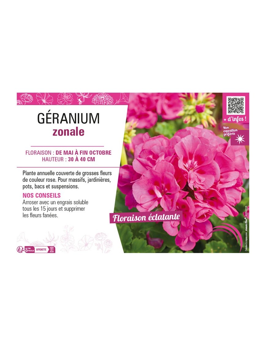 GÉRANIUM ZONALE (rose)