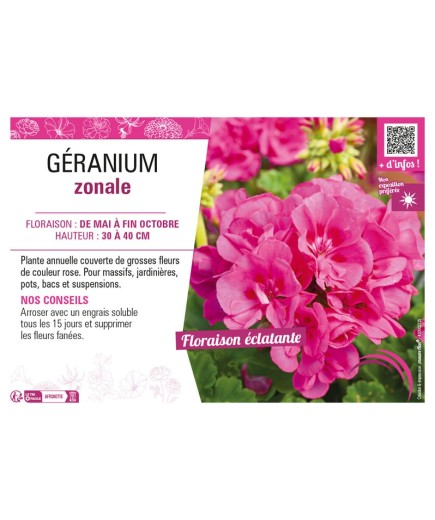 GÉRANIUM ZONALE (rose)