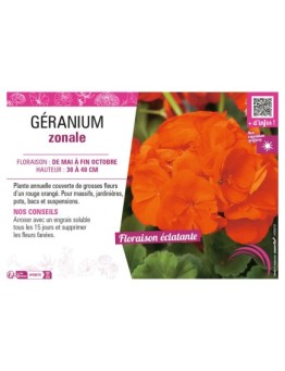 GÉRANIUM ZONALE (rouge orange)