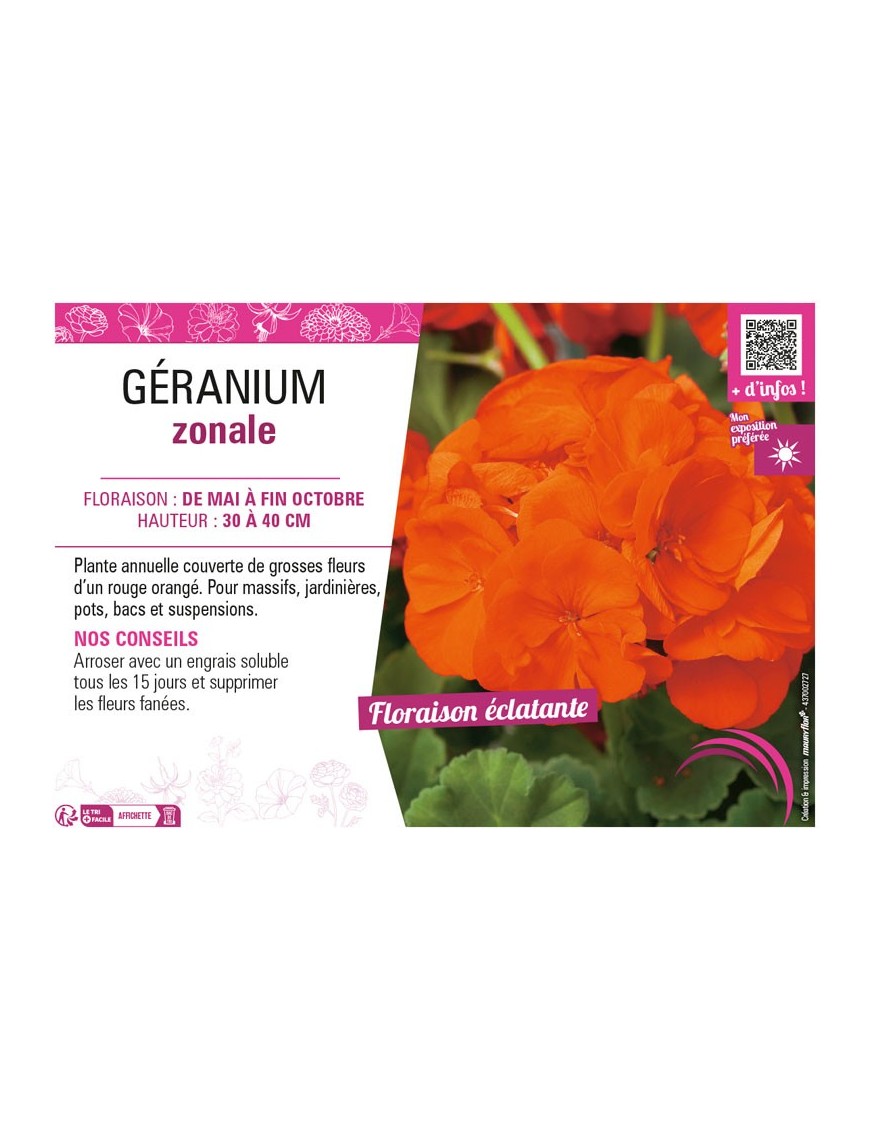 GÉRANIUM ZONALE (rouge orange)