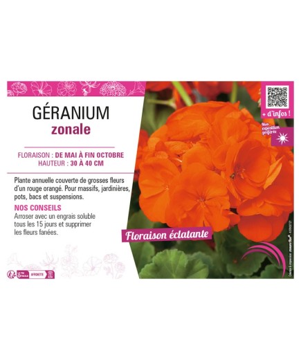 GÉRANIUM ZONALE (rouge orange)