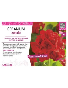 GÉRANIUM ZONALE (rouge pourpre)