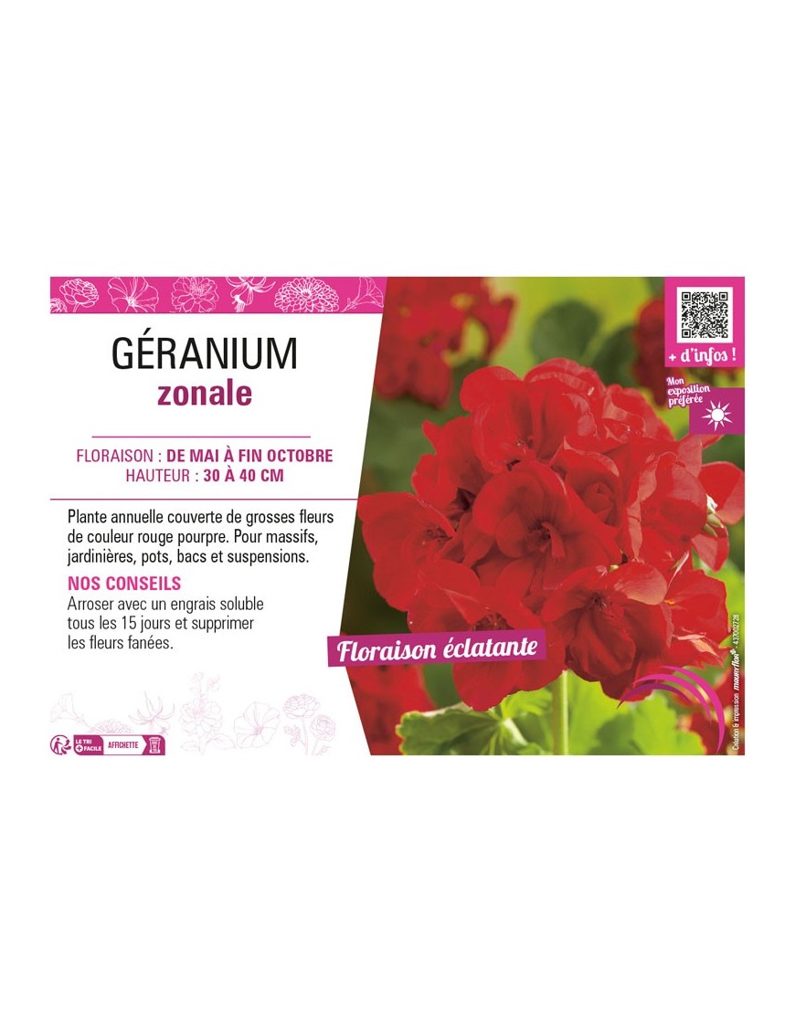 GÉRANIUM ZONALE (rouge pourpre)