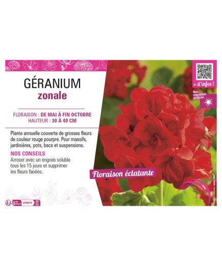 GÉRANIUM ZONALE (rouge pourpre)