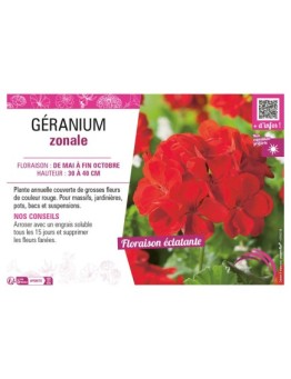 GÉRANIUM ZONALE (rouge)