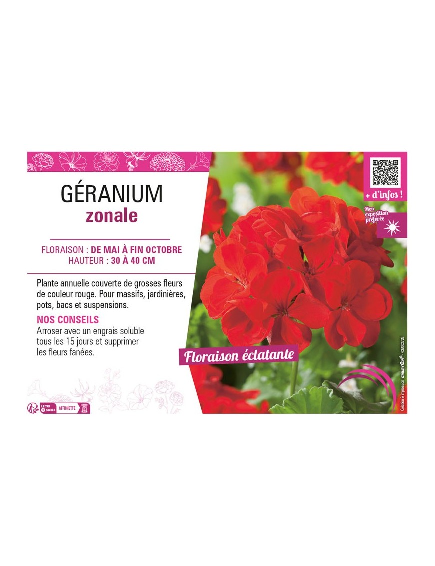 GÉRANIUM ZONALE (rouge)