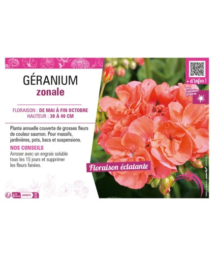 GÉRANIUM ZONALE (saumon)