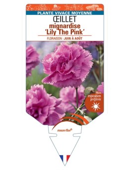 DIANTHUS plumarius Lily The Pink voir Œillet mignardise