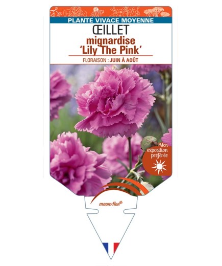 DIANTHUS plumarius Lily The Pink voir Œillet mignardise