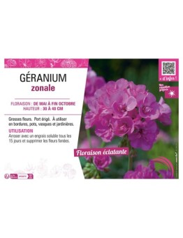 GÉRANIUM ZONALE (violet)