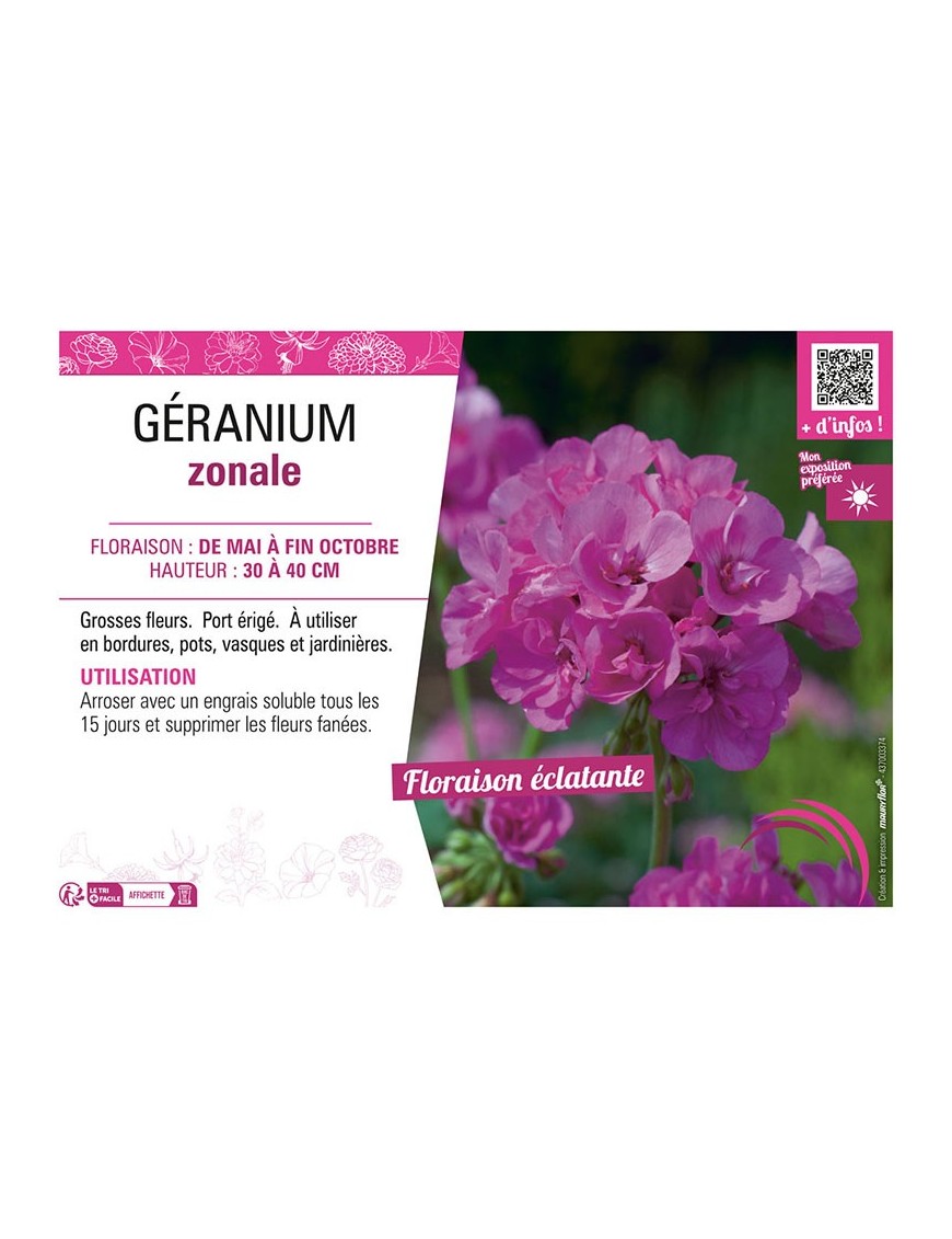 GÉRANIUM ZONALE (violet)