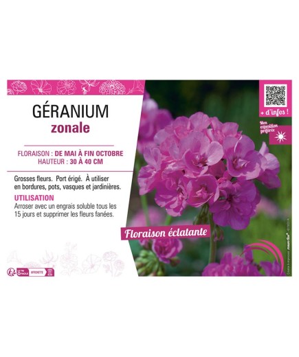 GÉRANIUM ZONALE (violet)