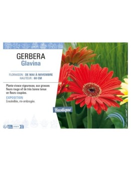 GERBERA GLAVINA