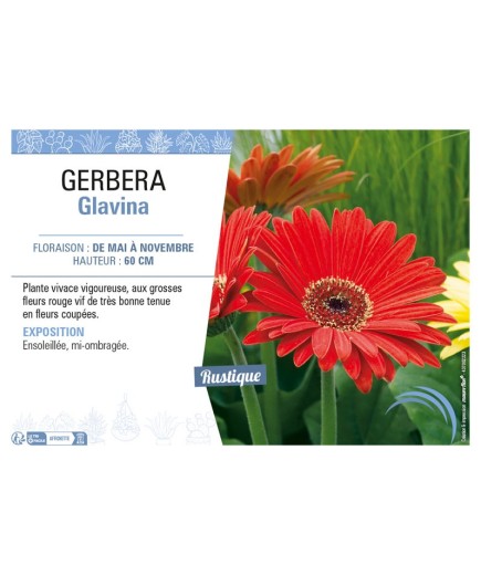 GERBERA GLAVINA