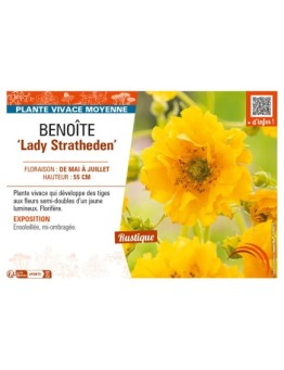 GEUM chiloense Lady Stratheden voir BENOÎTE