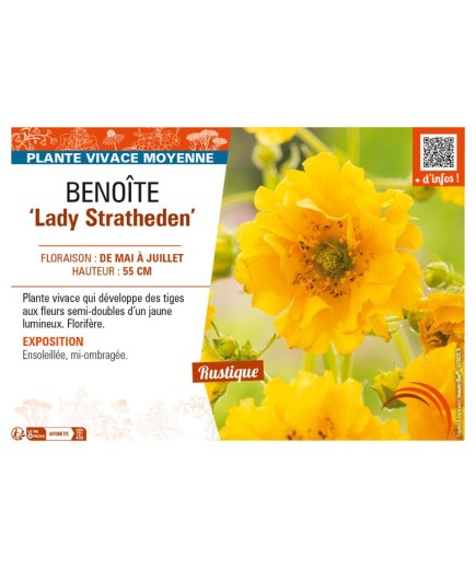 GEUM chiloense Lady Stratheden voir BENOÎTE