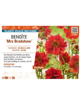 GEUM chiloense Mrs Bradshaw voir BENOÎTE