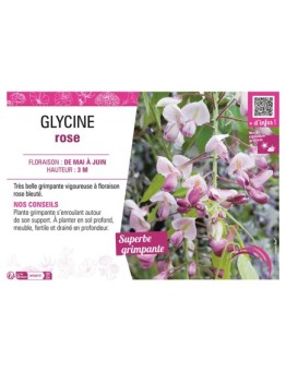 GLYCINE ROSE