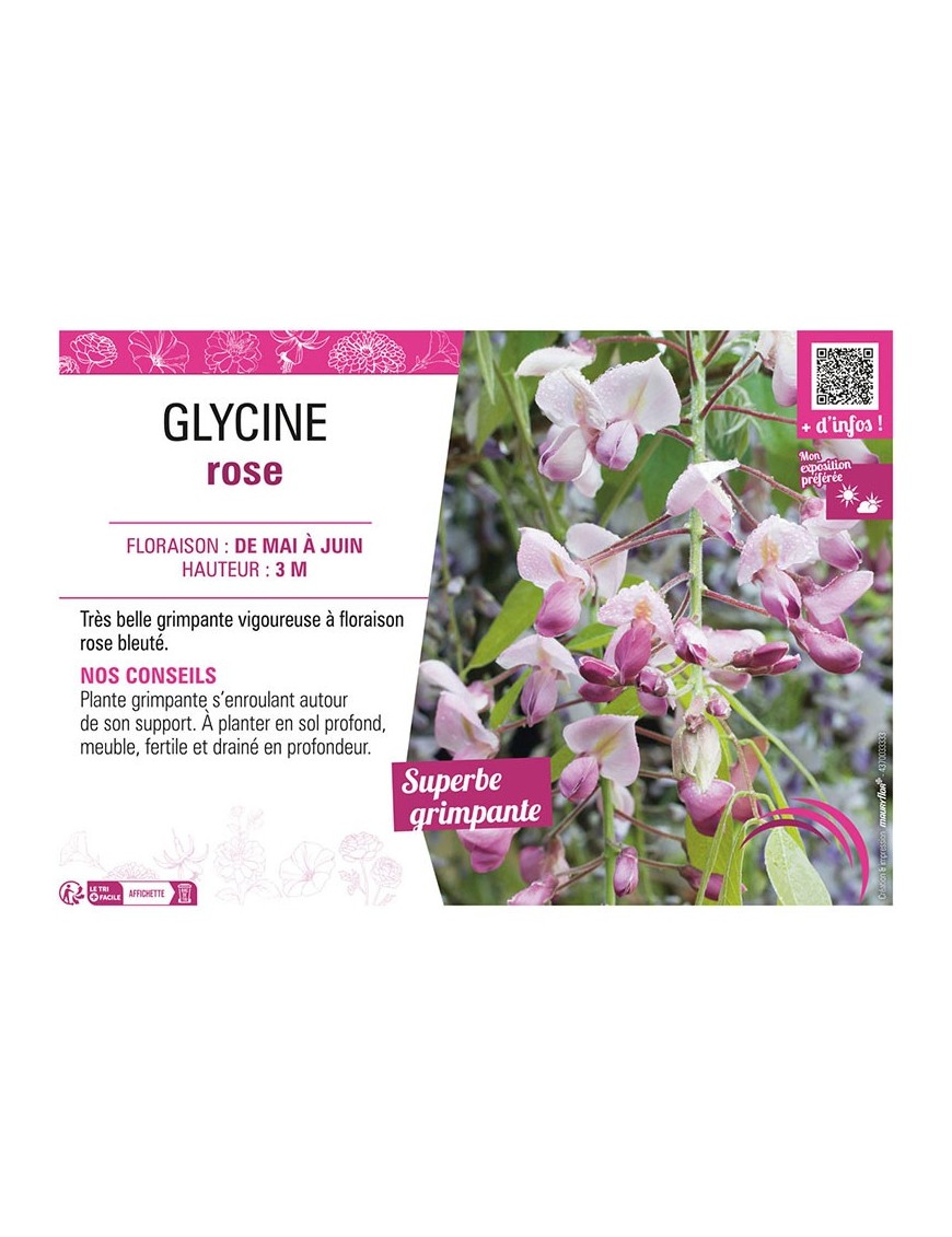 GLYCINE ROSE