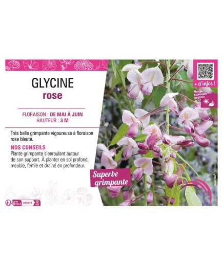 GLYCINE ROSE