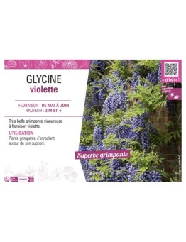 GLYCINE VIOLETTE