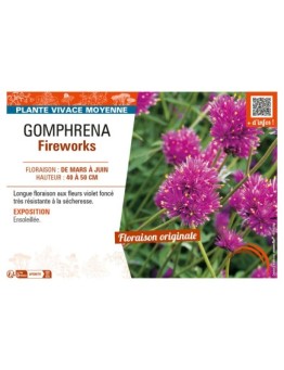 GOMPHRENA FIREWORKS
