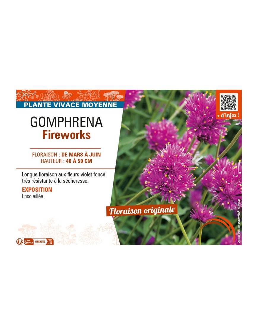 GOMPHRENA FIREWORKS