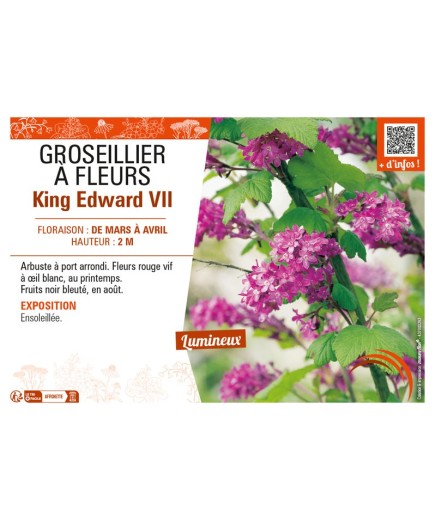 GROSEILLIER À FLEURS KING EDWARD VII