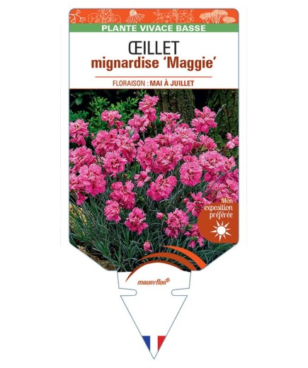 DIANTHUS plumarius Maggie voir Œillet mignardise