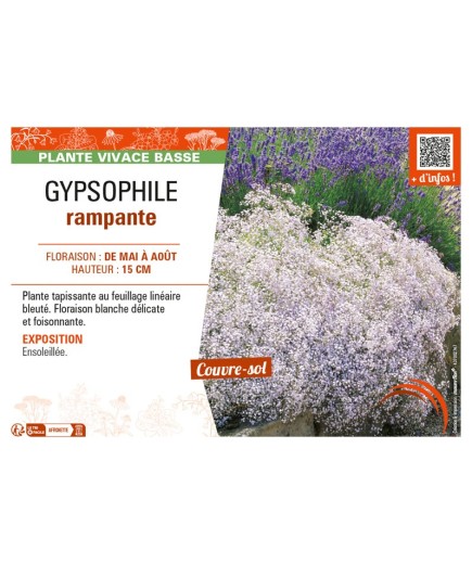 GYPSOPHILA RAMPANTE