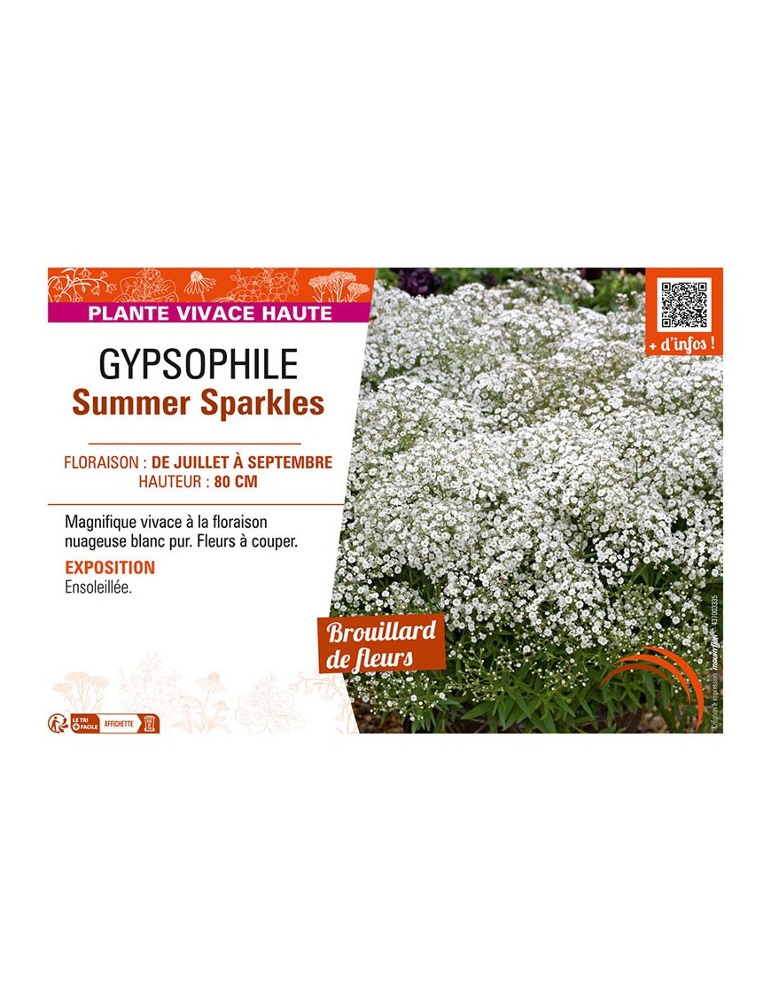 GYPSOPHILA SUMMER SPARKLES