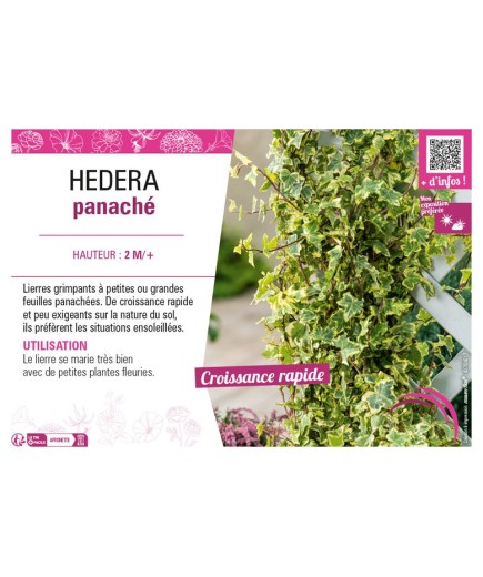 HEDERA PANACHÉ