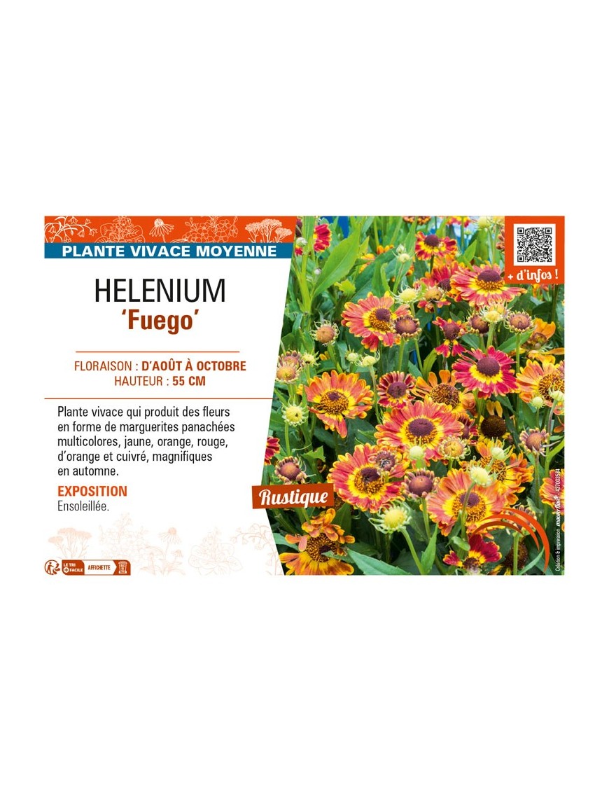 HELENIUM (autumnale) Fuego