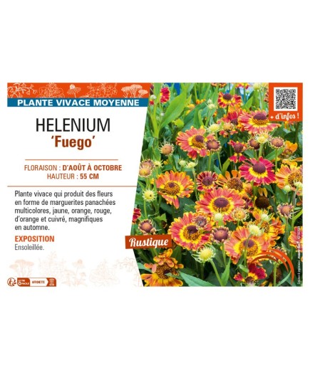 HELENIUM (autumnale) Fuego