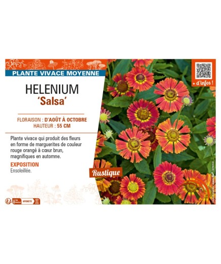 HELENIUM (autumnale) Salsa