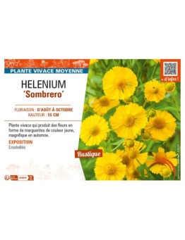 HELENIUM (autumnale) Sombrero