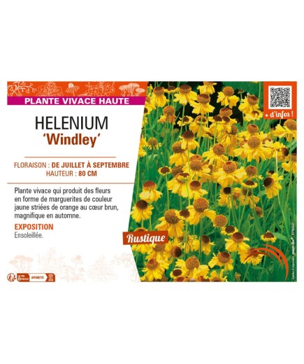 HELENIUM Windley
