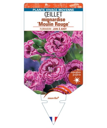 DIANTHUS plumarius Moulin Rouge voir Œillet mignardise