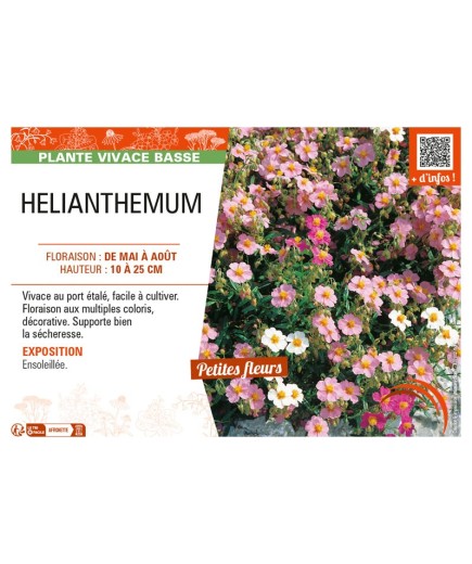 HELIANTHEMUM