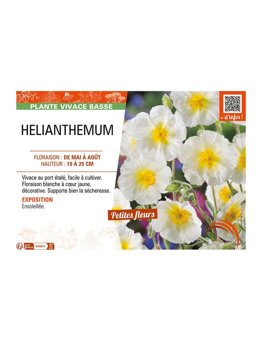 HELIANTHEMUM (blanc)